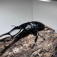 ギラファノコギリクワガタの幼虫
