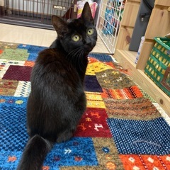 【トライアル決定】黒猫　ねねちゃん　4ヶ月　女の子 - 里親募集