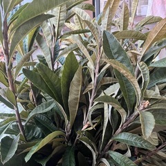 ビワの葉　枝