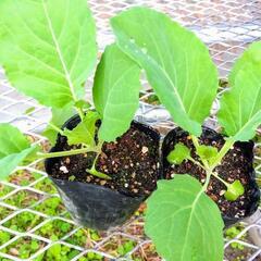 【急募‼️】キャベツ苗1株30円‼️の画像