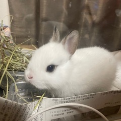 子うさぎちゃんの里親募集