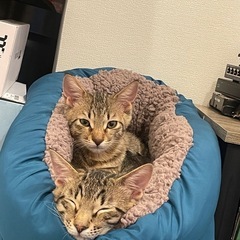 生後4ヶ月兄弟猫