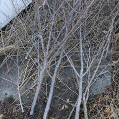 庭木 抜根。伐採   桜の枝の画像