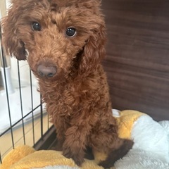 【里親決まりました。みなさんありがとうございます。】トイプードル...
