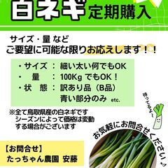 【鳥取県産】白ネギ 5kg~ Mサイズ(~1cm程度) 白ねぎ 長ねぎ B品の画像