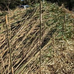 無料　竹　園芸　農業　家庭菜園　野菜の支柱などにどうぞの画像