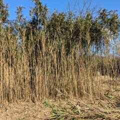 無料　竹　園芸　農業　家庭菜園　野菜の支柱などにどうぞの画像