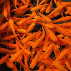 【KING CLUB】大特価！紅帝楊貴妃メダカ50匹の画像