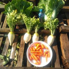 野菜セット