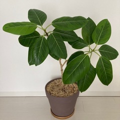 観葉植物　フィカスアルテシーマ