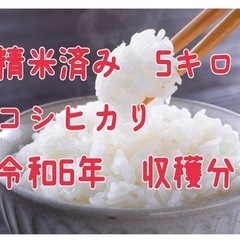 精米済み　お米　10キロ
