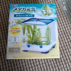 メダカ元気