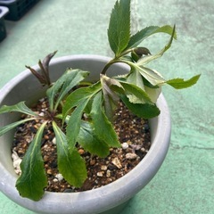 白クリスマスローズ　シングル　他多数の画像