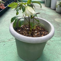 白クリスマスローズ　シングル　他多数の画像