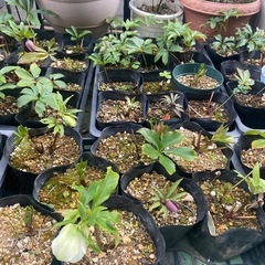 白クリスマスローズ　シングル　他多数の画像