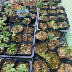 白クリスマスローズ　シングル　他多数の画像