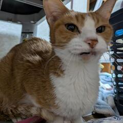 猫見つかりました！