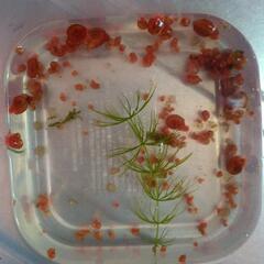 レッドラムズホーンの画像