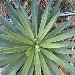 ユッカ　グロリオサ　美株の画像