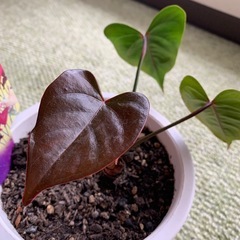 アンスリウム　ジャイアントチョコレート　株分け苗の画像
