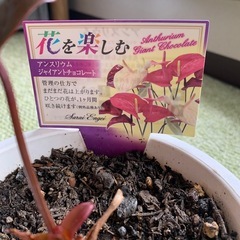 アンスリウム　ジャイアントチョコレート　株分け苗の画像