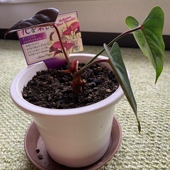 アンスリウム　ジャイアントチョコレート　株分け苗の画像