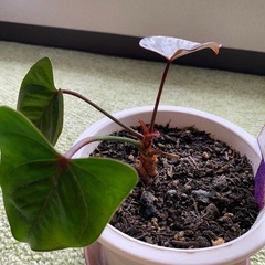 アンスリウム　ジャイアントチョコレート　株分け苗の画像