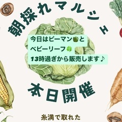 赤大根  ピーマン　ベビーリーフ