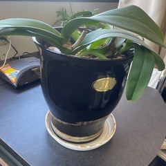 観葉植物　　の画像