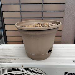 植木鉢　土付き