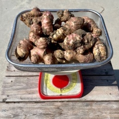 ムラサキ菊芋の画像