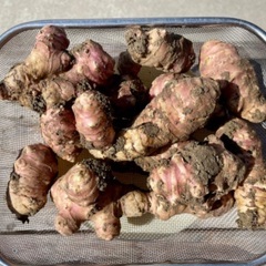 ムラサキ菊芋の画像