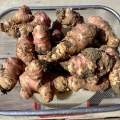 ムラサキ菊芋の画像