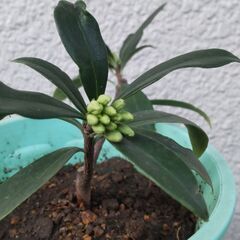 沈丁花　白花