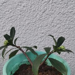 沈丁花　白花の画像