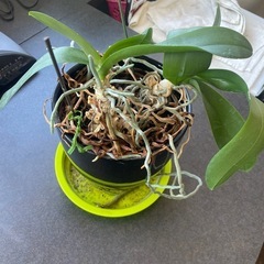 観葉植物の画像