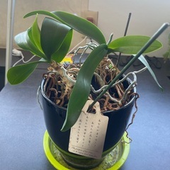 観葉植物の画像