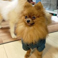 ポメラニアン オス ✨譲渡会参加予定✨