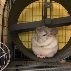 チンチラ3歳です【決まりました】