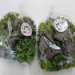 野菜🥬無料プレゼント🎁仙台市宮城野区0円！