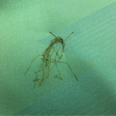 来客用座布団の画像