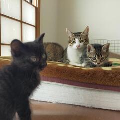 子猫の里親募集しています