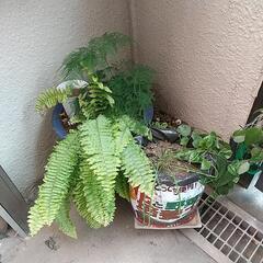 植物、植木鉢