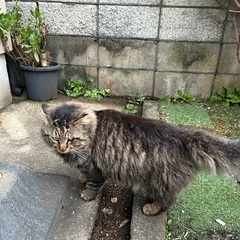 長毛もこもこの男の子