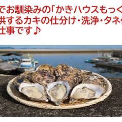 1日お試しOK!!糸島船越で牡蠣の仕分・洗浄・タネ付のお仕事♪日...