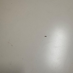 傷・がたつきあり・【無料】デスクの画像