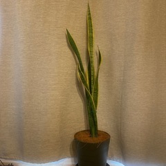 受け取り先決定しました★サンスベリア（観葉植物）