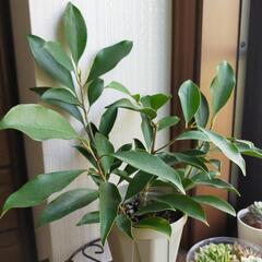 【受渡し決定済】観葉植物 ガジュマル