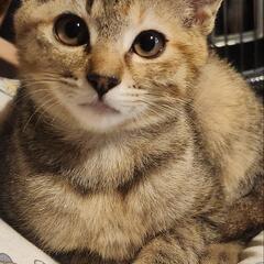 栃木県限定。3ヶ月くらいの女の子♡ - 猫
