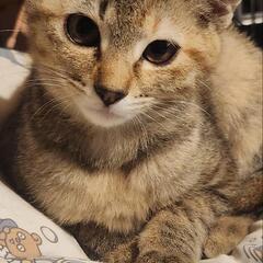 栃木県限定。3ヶ月くらいの女の子♡ − 栃木県